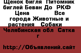 Щенок бигля. Питомник биглей Беван-До (РКФ) › Цена ­ 20 000 - Все города Животные и растения » Собаки   . Челябинская обл.,Сатка г.